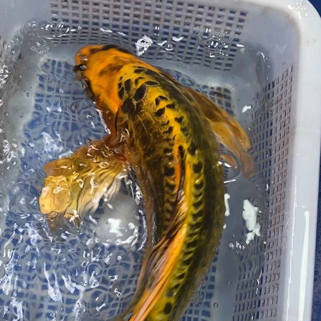 锦鲤冷水锦鲤包邮