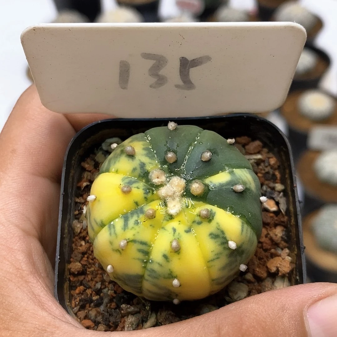 135开播福利特价福利