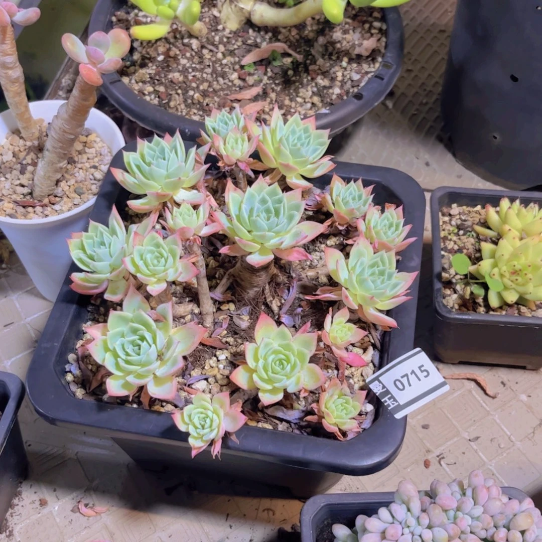 三色堇多肉植物0715