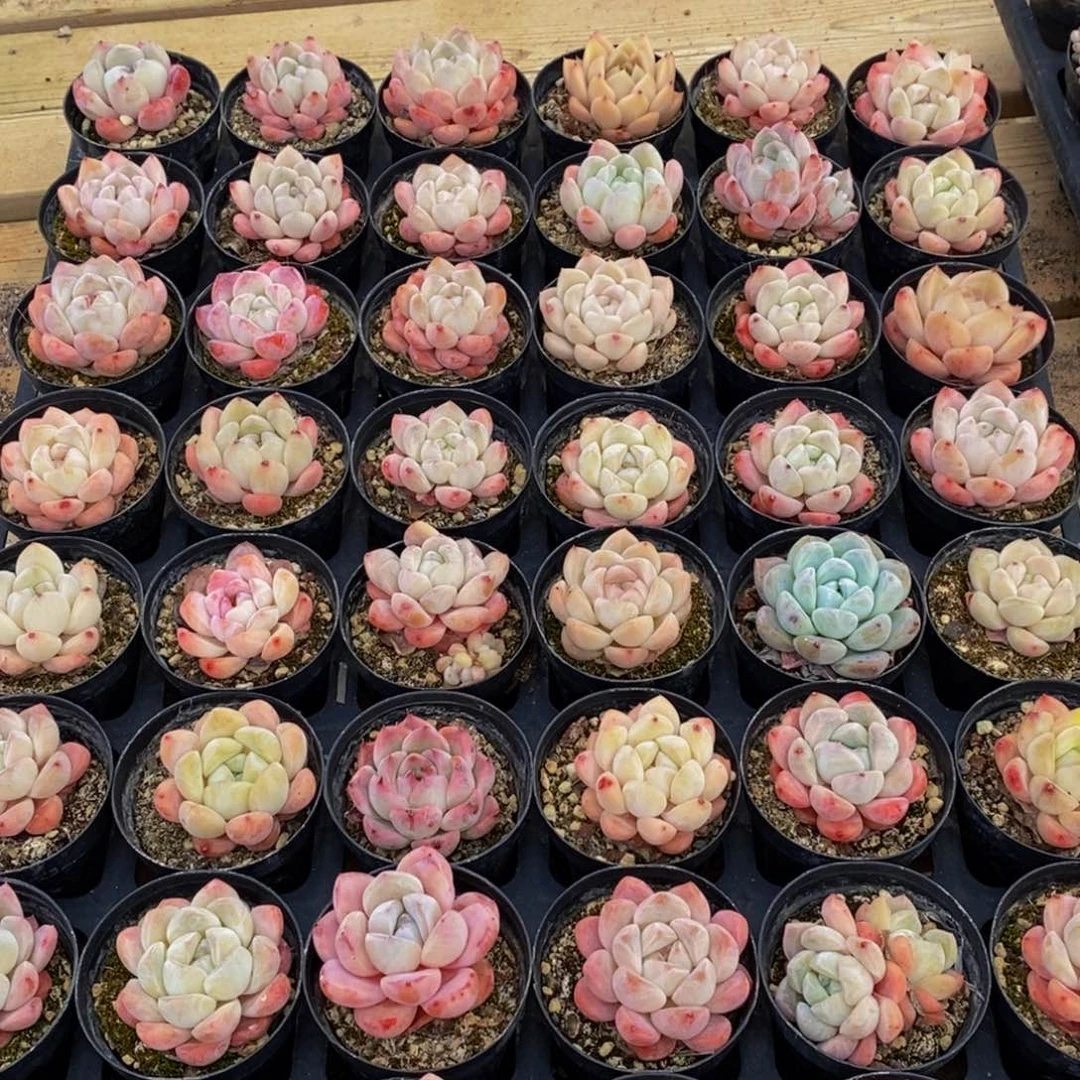 419的人生态度是一种