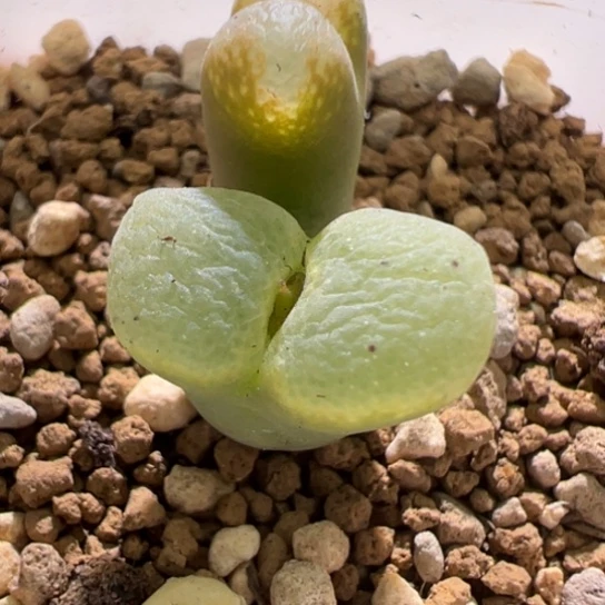 松鼠型风铃一颗847。