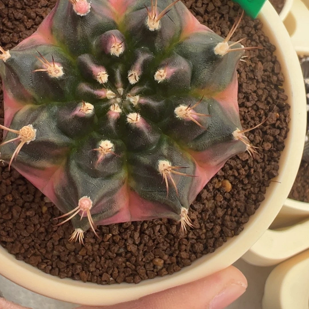 575 好看的米哈冲冲冲