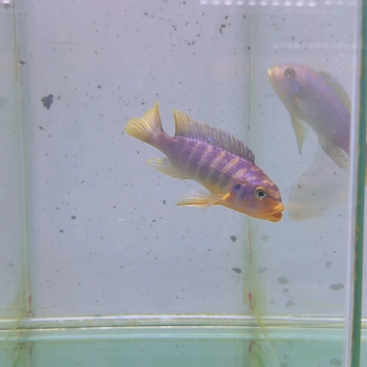 海水野生伊孔贝费恩425