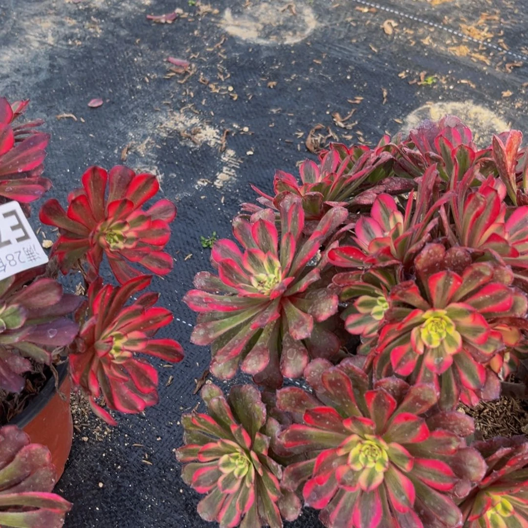 759多肉植物一物一拍