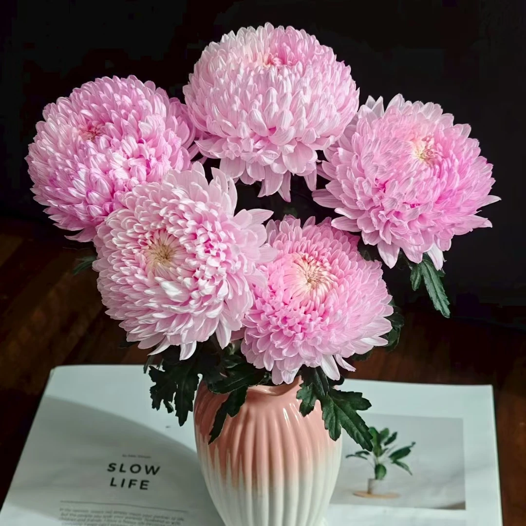 5枝樱花粉牡丹菊(吸色) 花期超长待机 两单顺丰冷链或京东快递