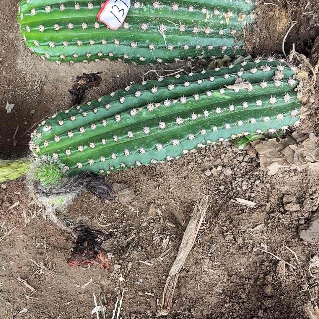 141 毛花柱带根瑕疵