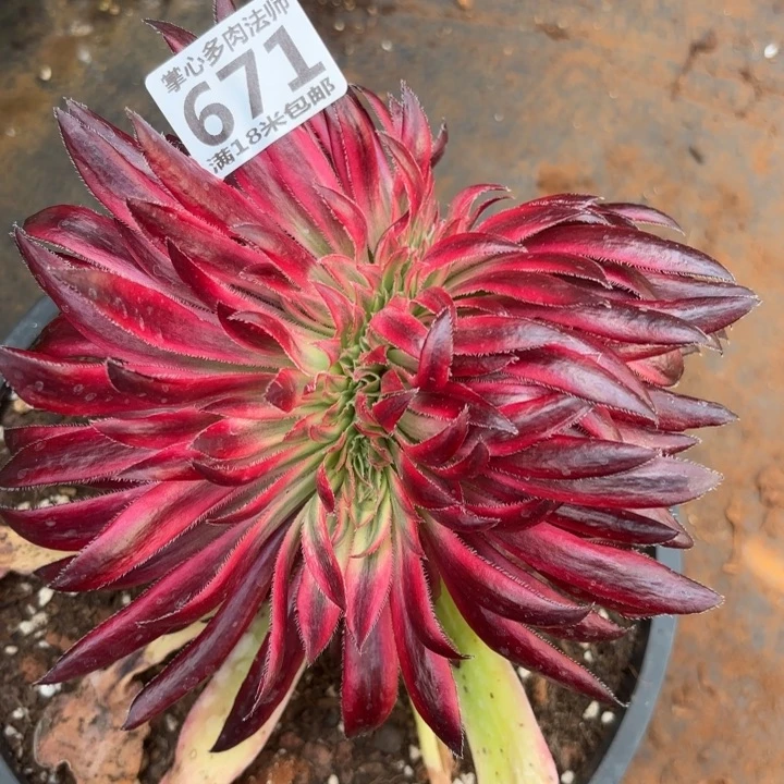 671朱雀缀化掌心多肉法师锦不包侧枝断