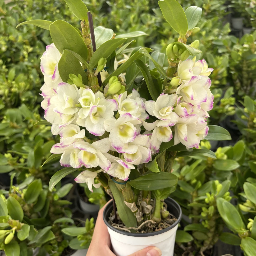 雪山翡翠高山春石斛多年老苗好养室内盆栽