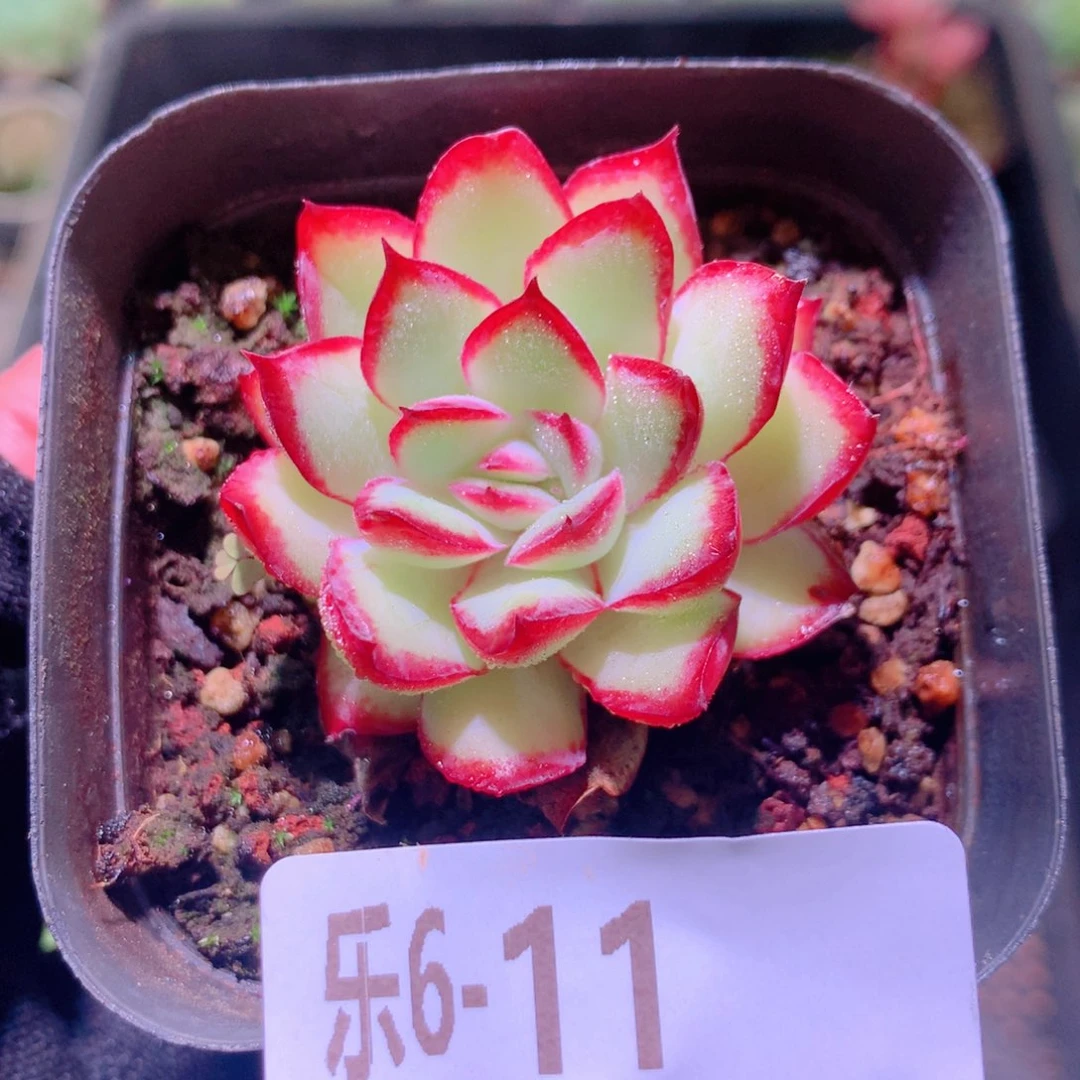 乐然 6-11 原始林隐