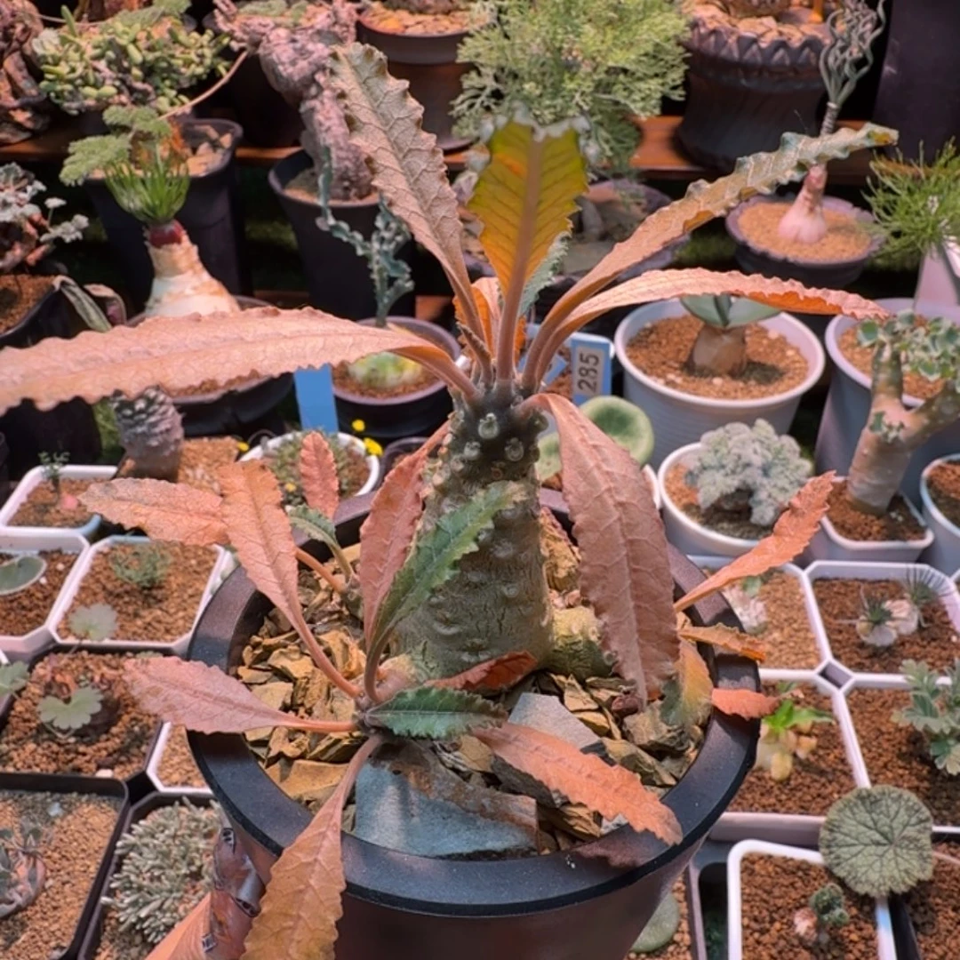 椰子琉桑325 仙人球