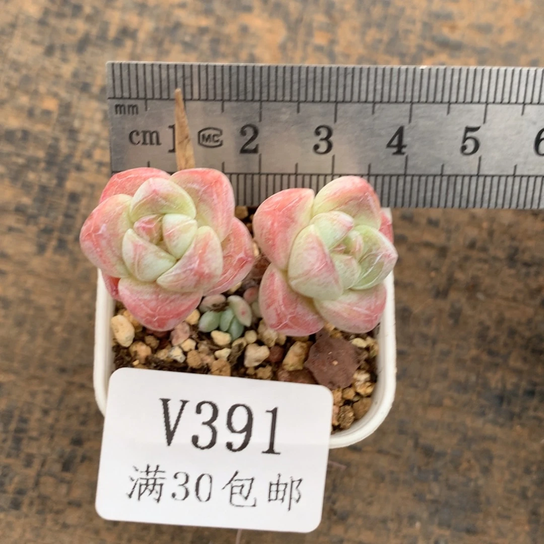 391。长腿带两崽鼻嘎冰玉。