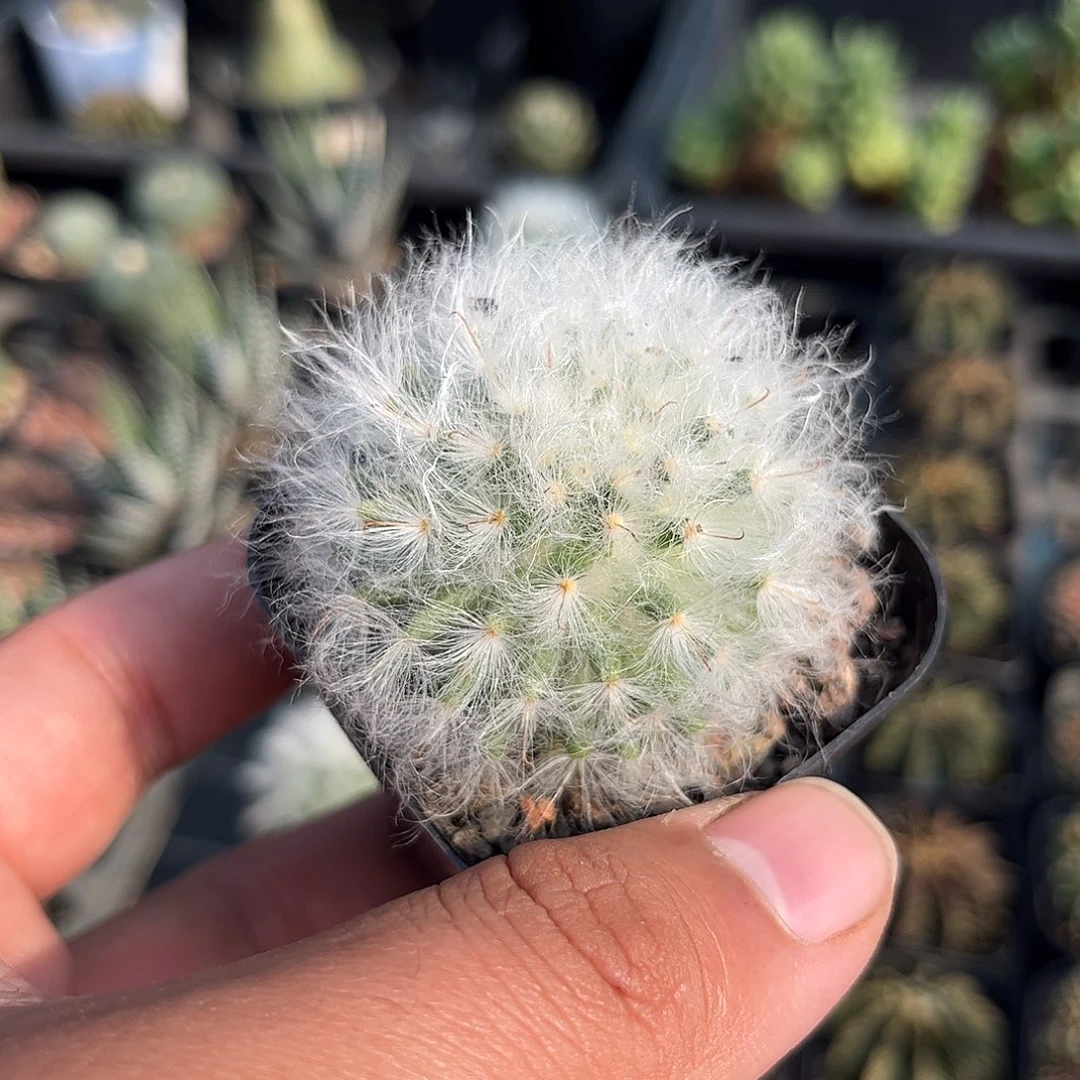 白云高沙单头发货