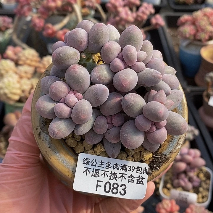 香水手指奶8cm083多肉