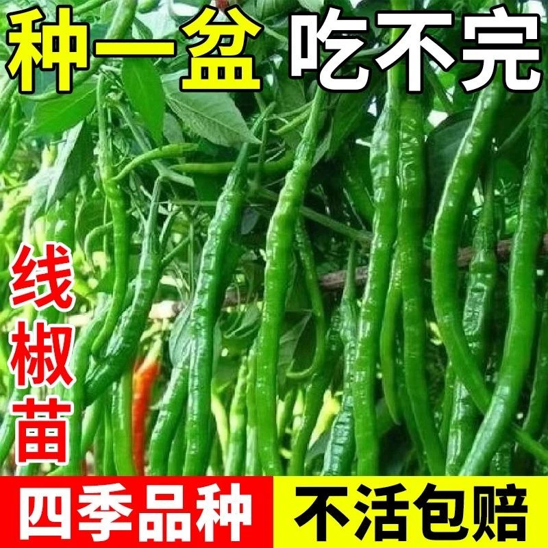 高产线椒苗蔬菜秧苗薄皮辣椒苗螺丝椒美人椒苗朝天种籽尖椒苗盆栽