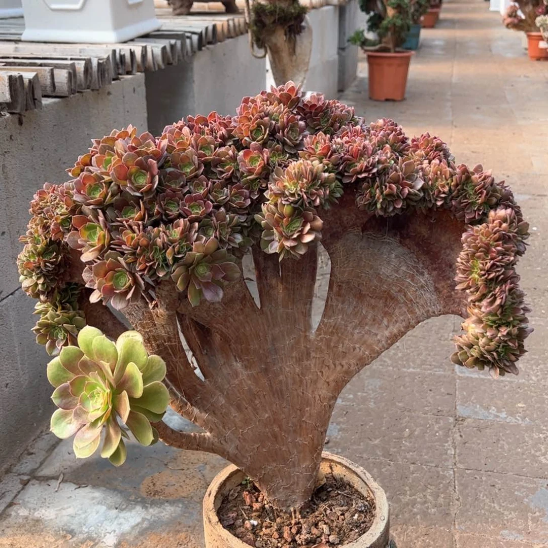 雪***^万圣节朵朵福利寄养