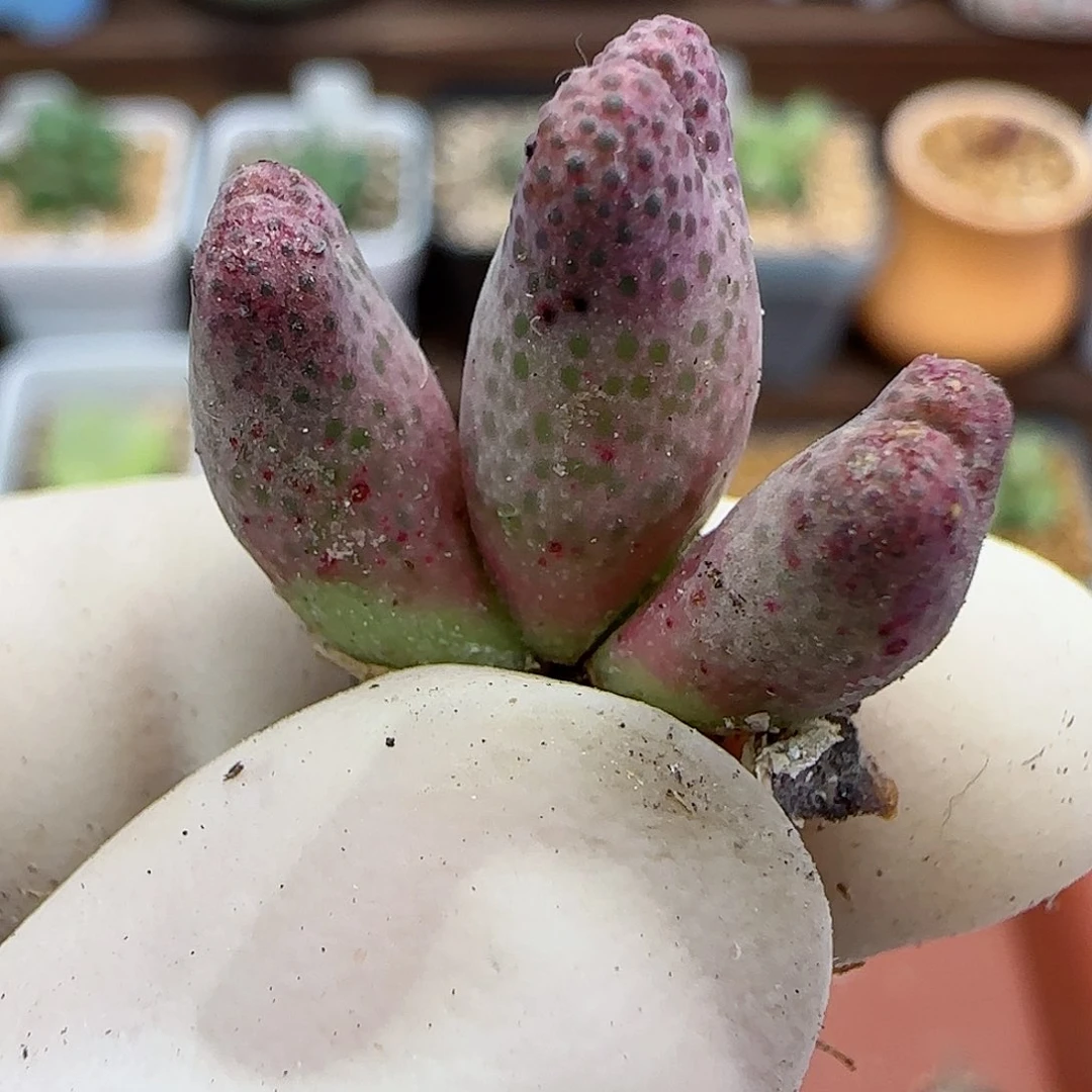 239园艺优选红斑马