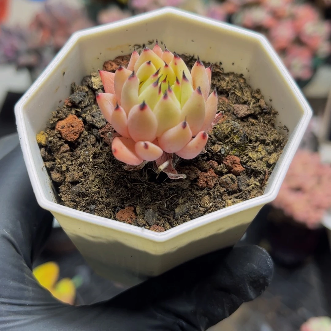799-3.5厘米多肉植物