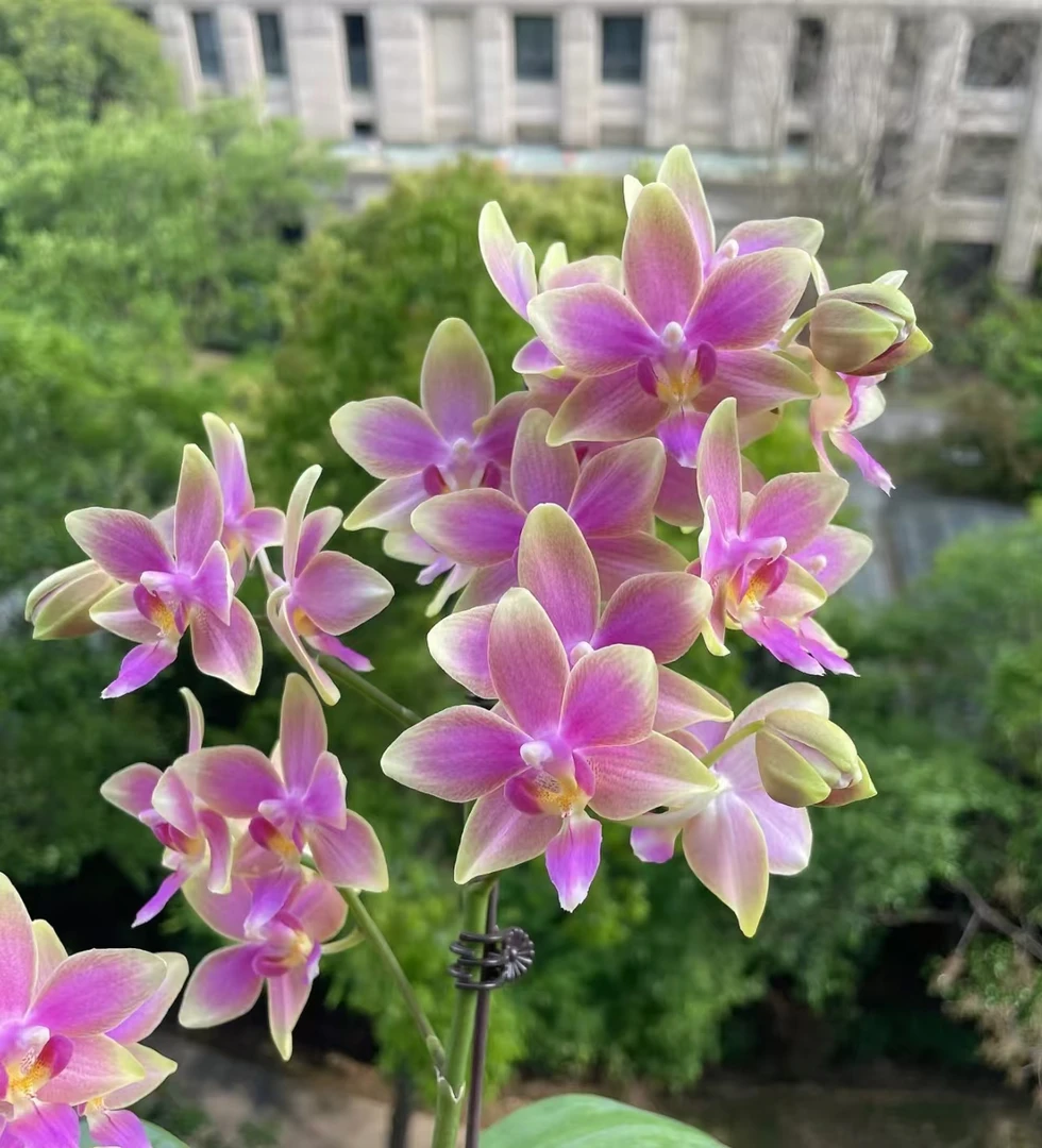 《金树一代》蝴蝶兰3.0杯苗子发货 没有花剑【满30元发货】