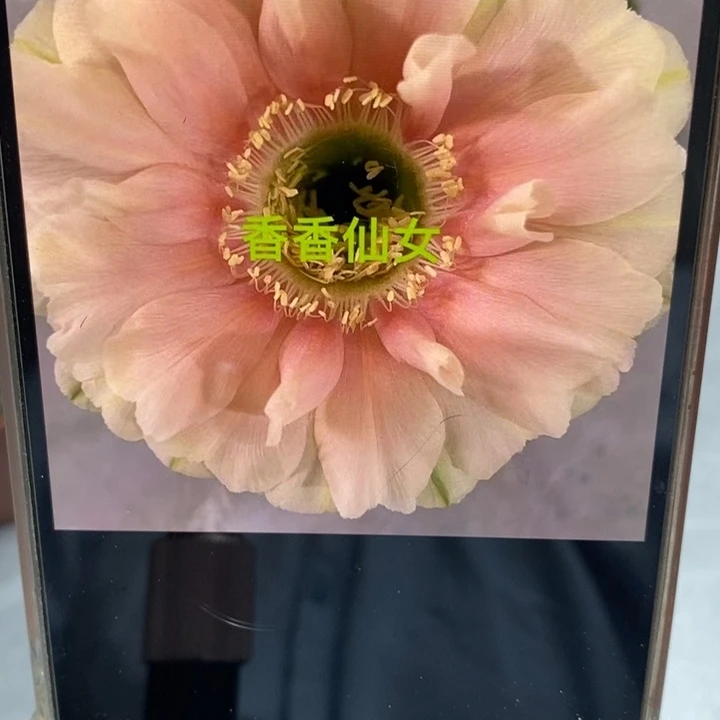 香香仙女侧芹3.5公分左右