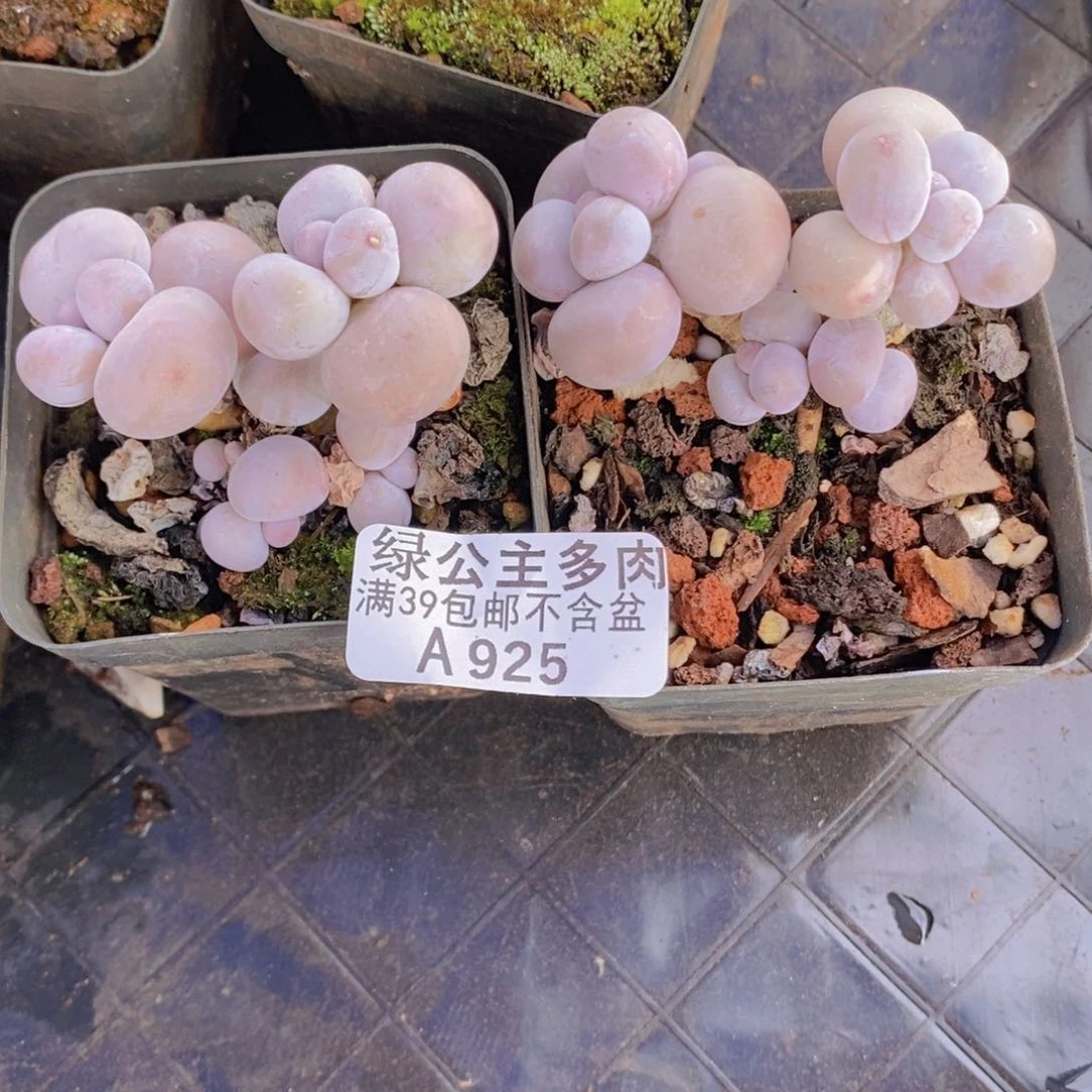 芭比奶洛2棵925多肉植物