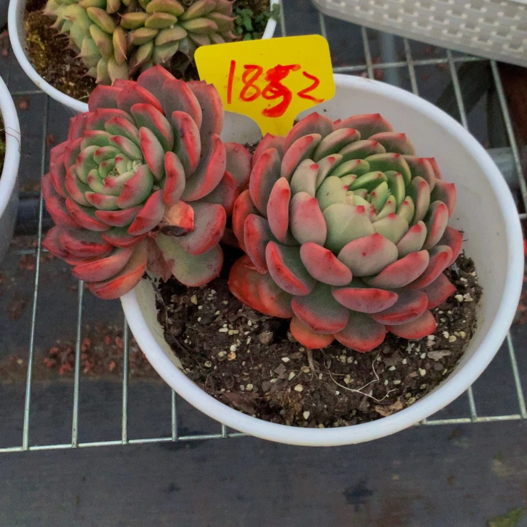 一物一拍1852-8-18