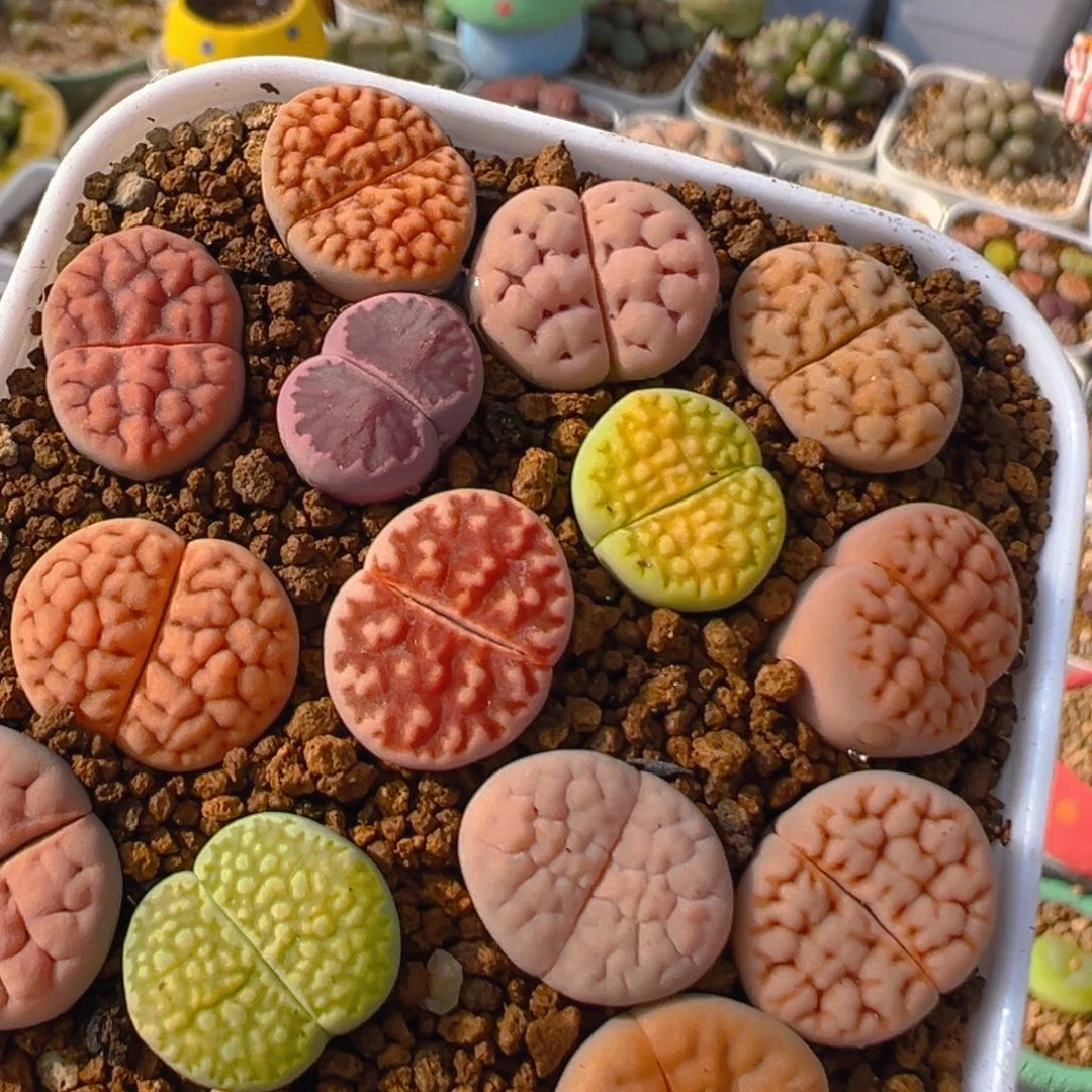 101多肉植物百科名片