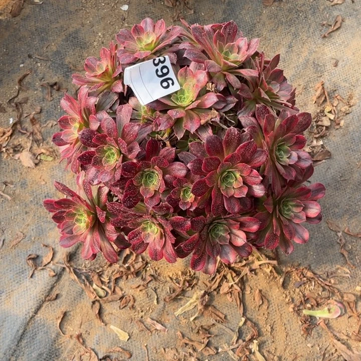 多肉安纳法师396