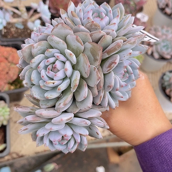 星星橙17229多肉植物