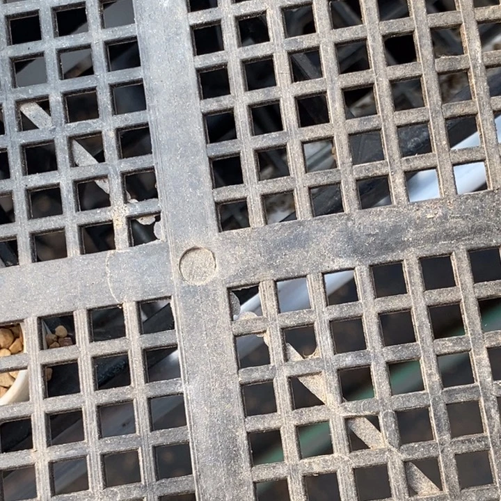 紫镜一颗紫镜一颗