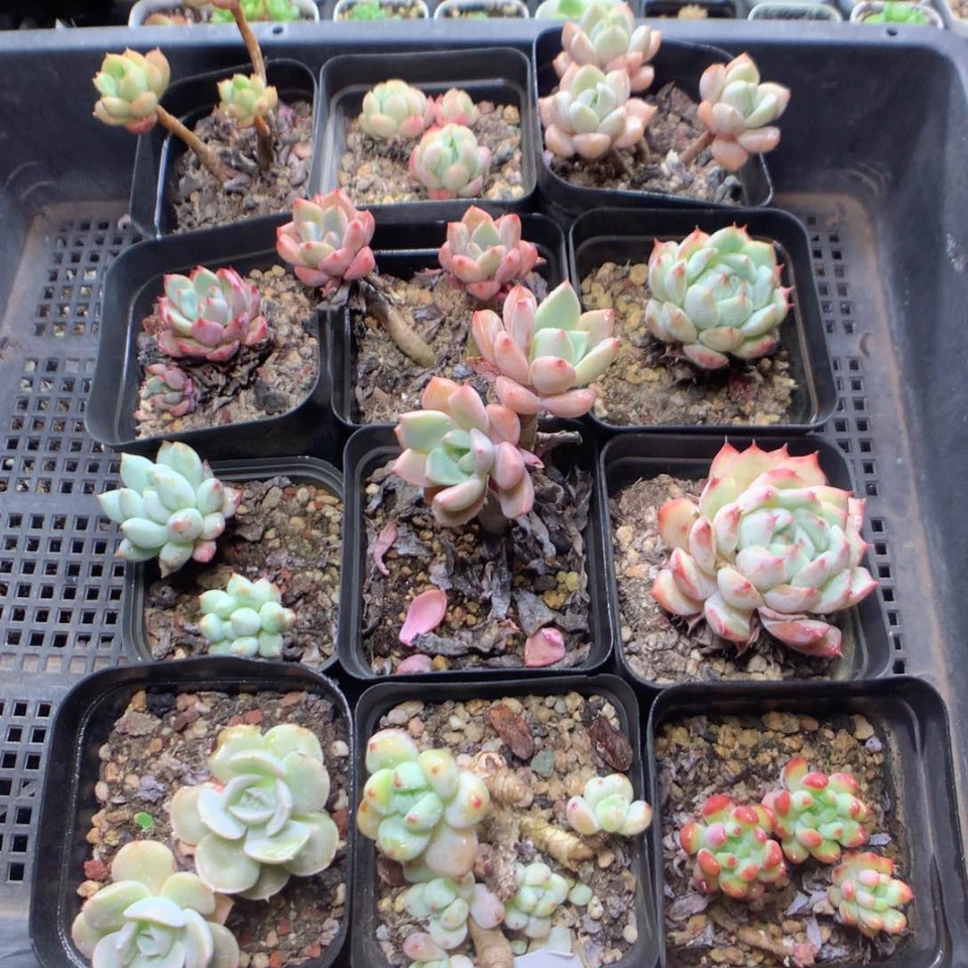 无花朵B33英语英语英语英语英语英语