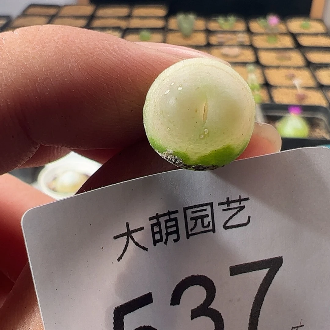 一物一拍默认微瑕。  537