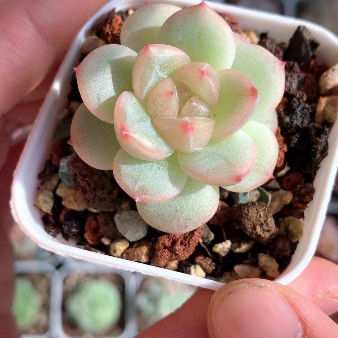 白油亮一颗。       1号