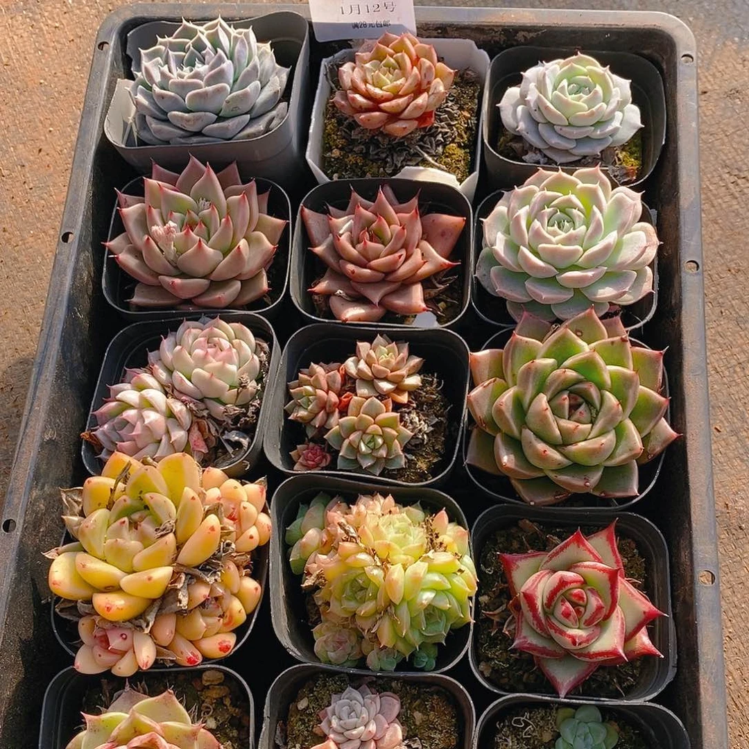 【闪购商品】云60号