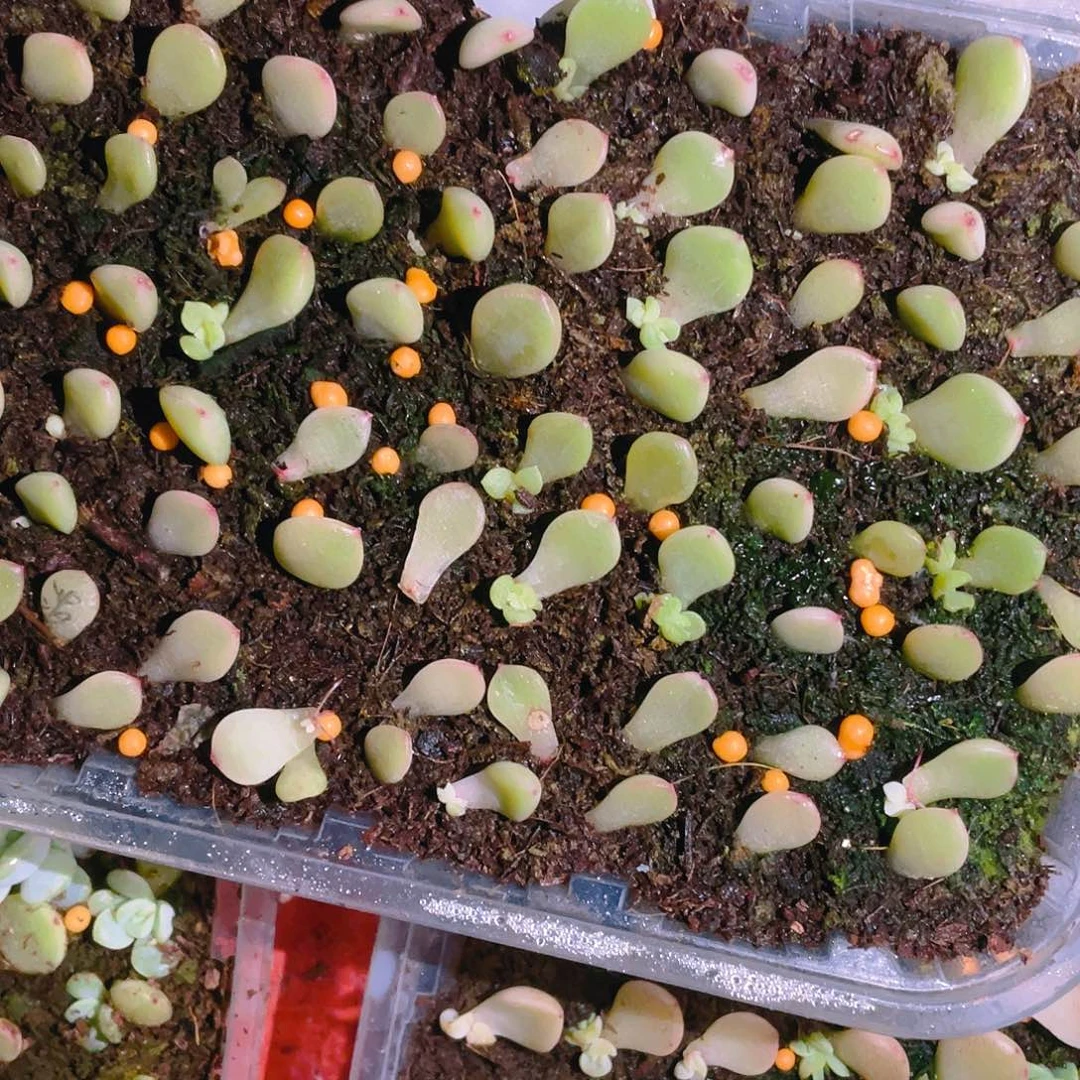 泼天C F 芝麻苗一个满25包邮