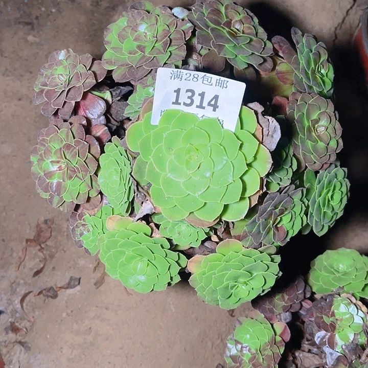 扬***哥1314花月夜多肉植物