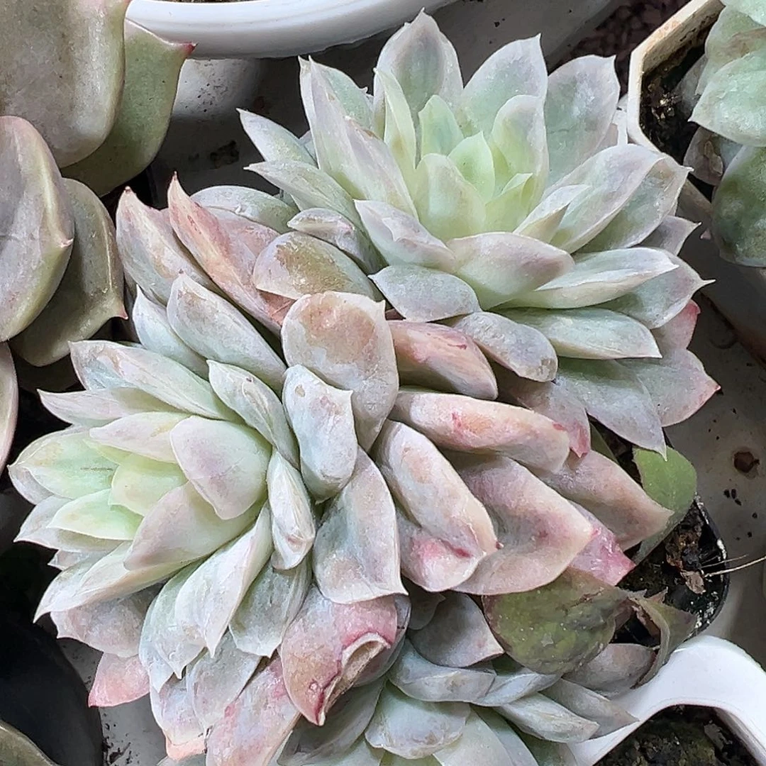 满38包邮哈迪斯三个头