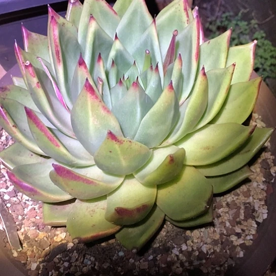 薇****)每周特价活动开始啦