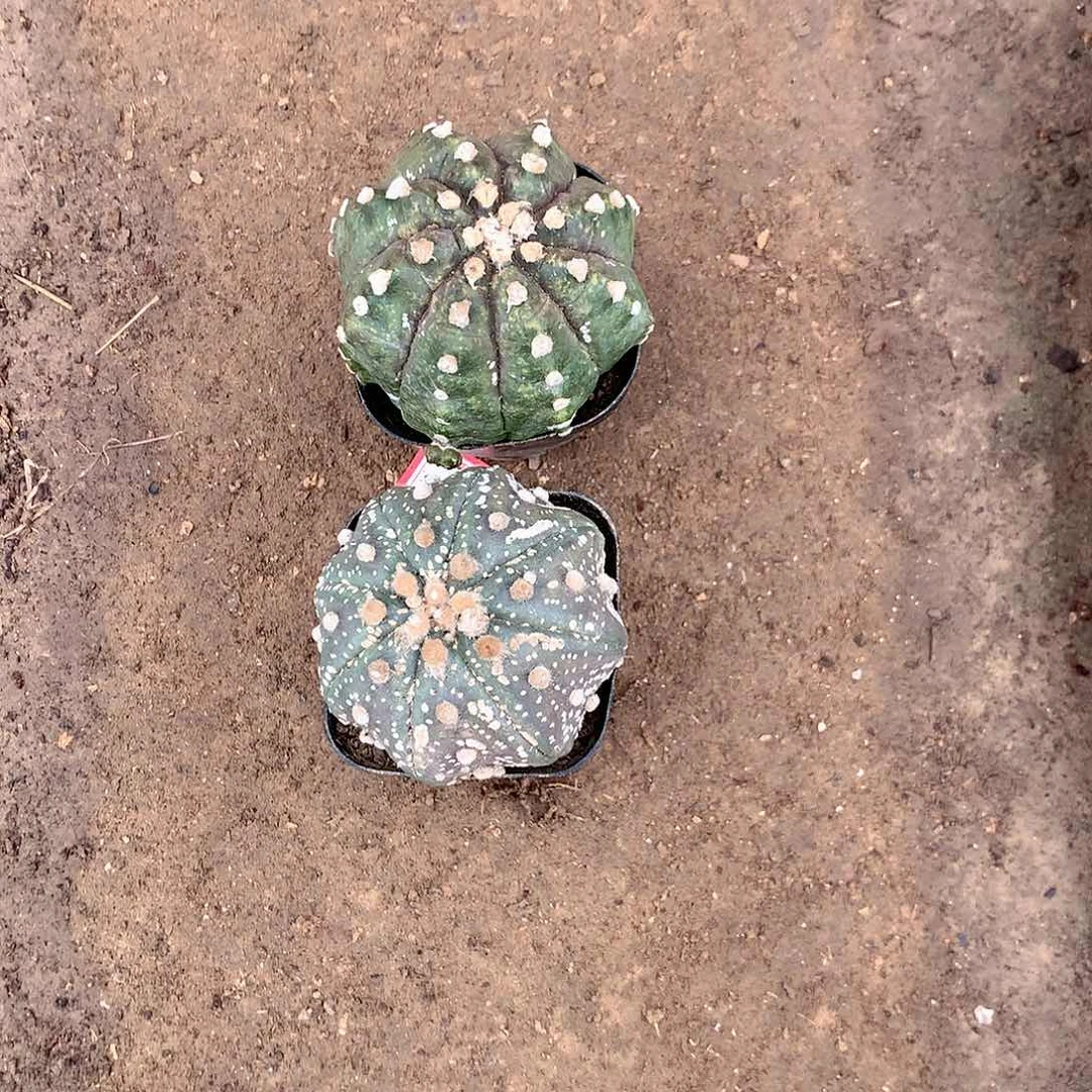 【闪购商品】两兜兜兜兜