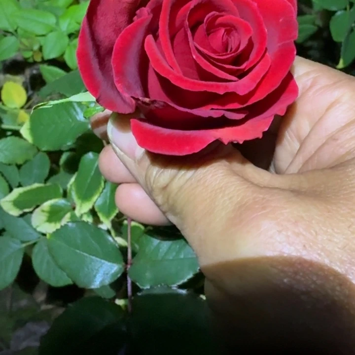 无花朵丹红丝绒小苗