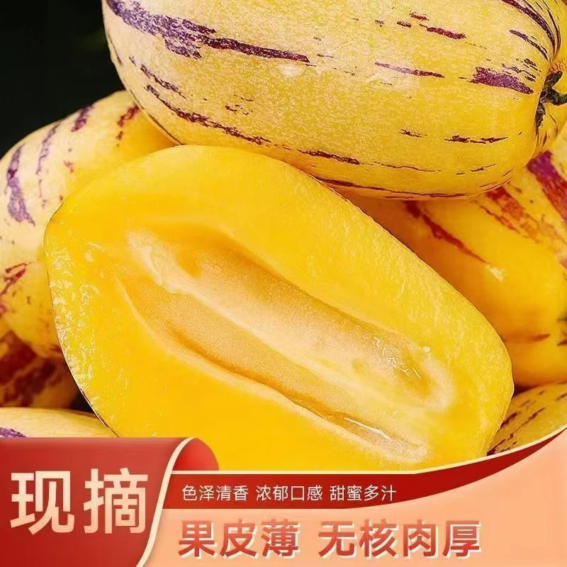 【H】甘肃民勤沙漠人参果果带箱5斤装（单果80-120g） 坏果包赔