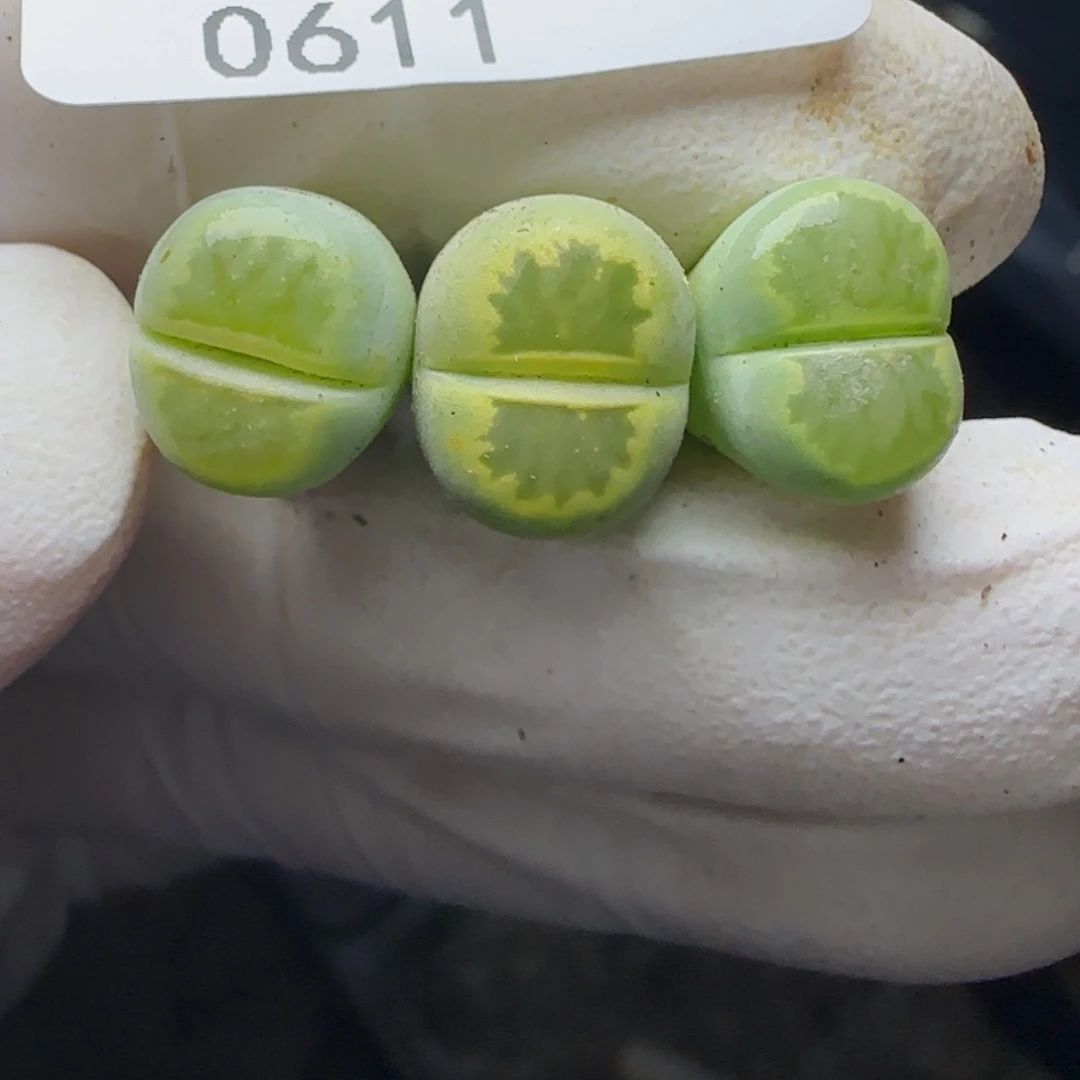 0611。默认脱土。18包邮。偏远88包邮