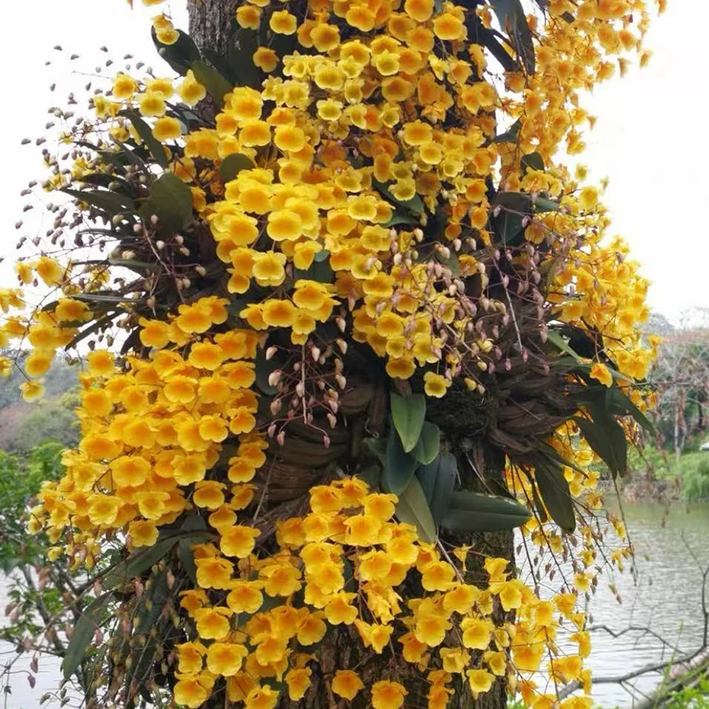 泰聚大黄金石斛 盆景