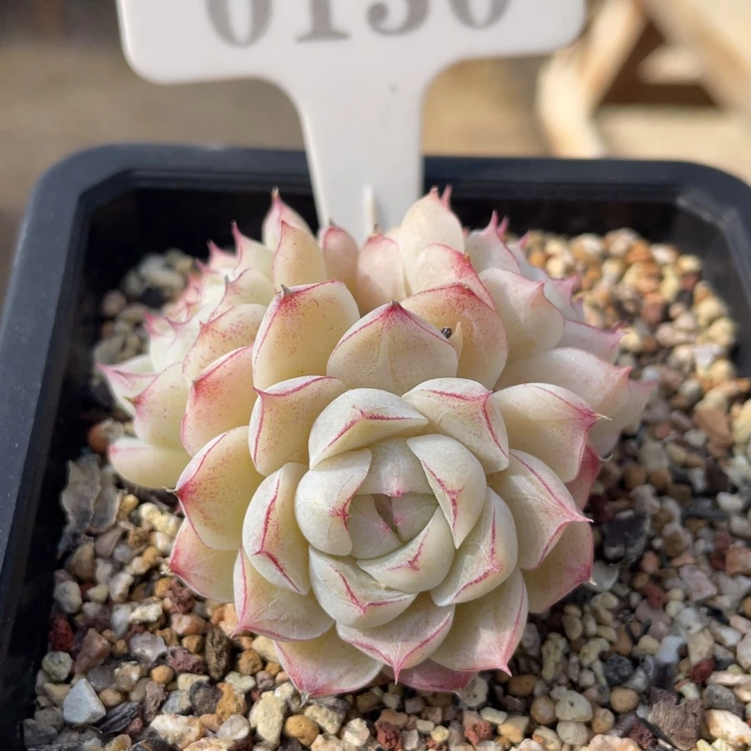 0130 女王三头 6厘米 不带盆