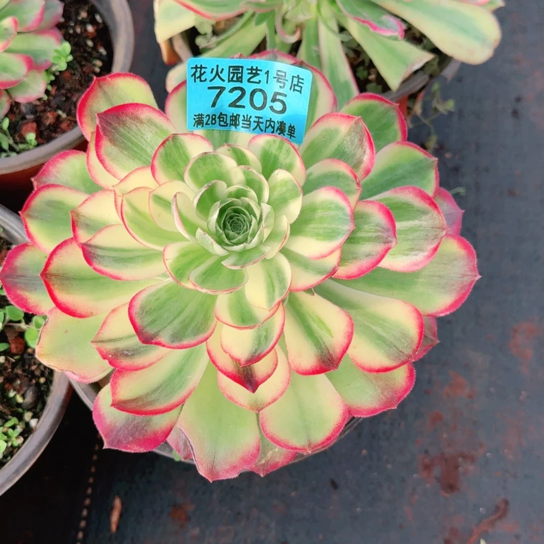 海王7205多肉植物