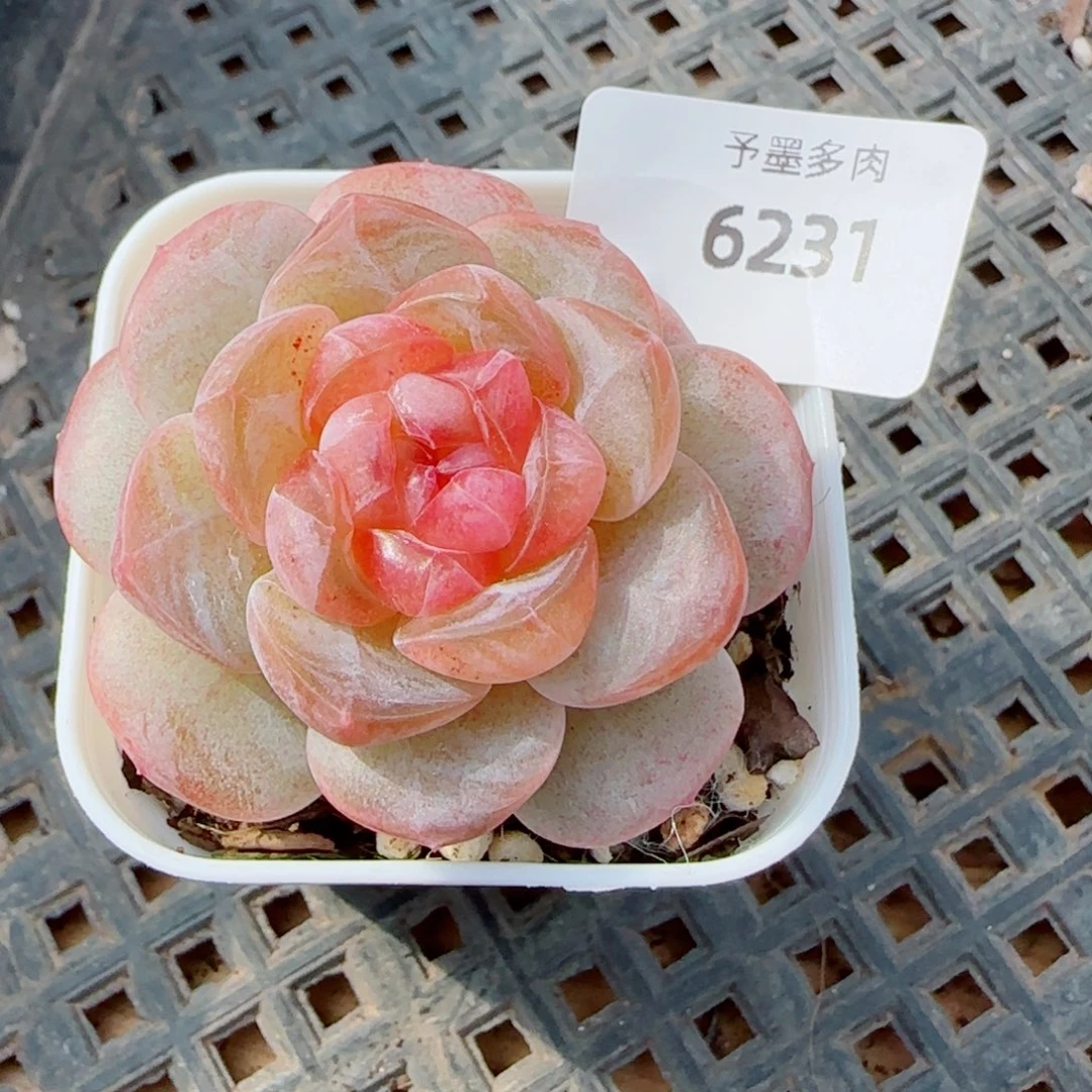 嘟嘟粉，6231多肉植物