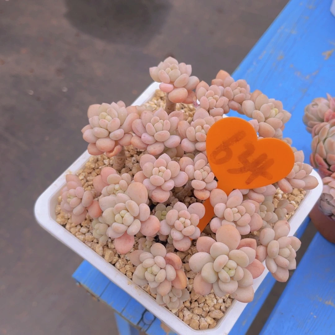 紫*?634号多肉植物一物一拍