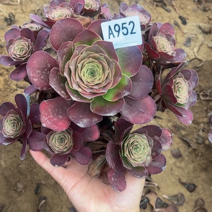 魅金多肉植物952.