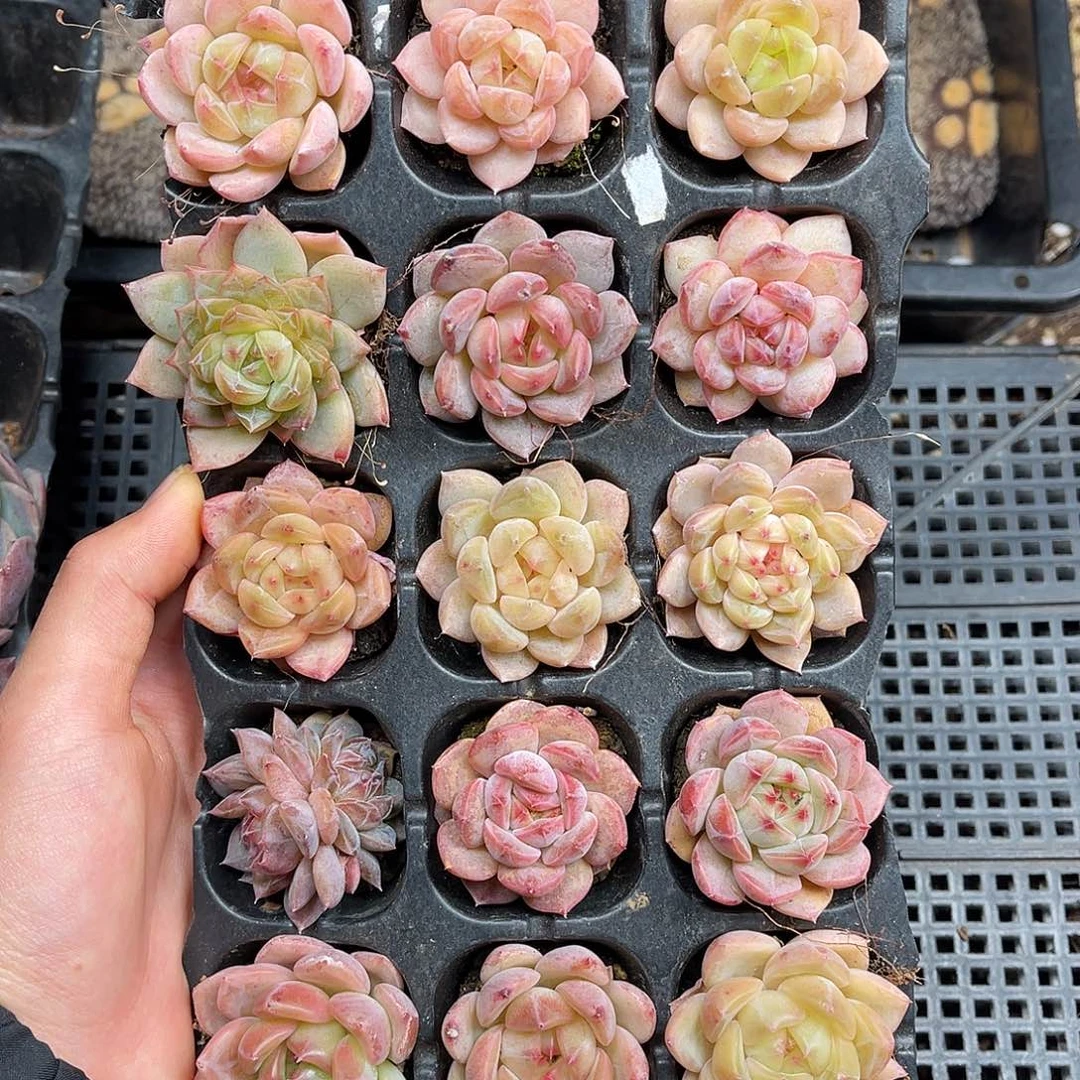 多肉植物一物一拍2-