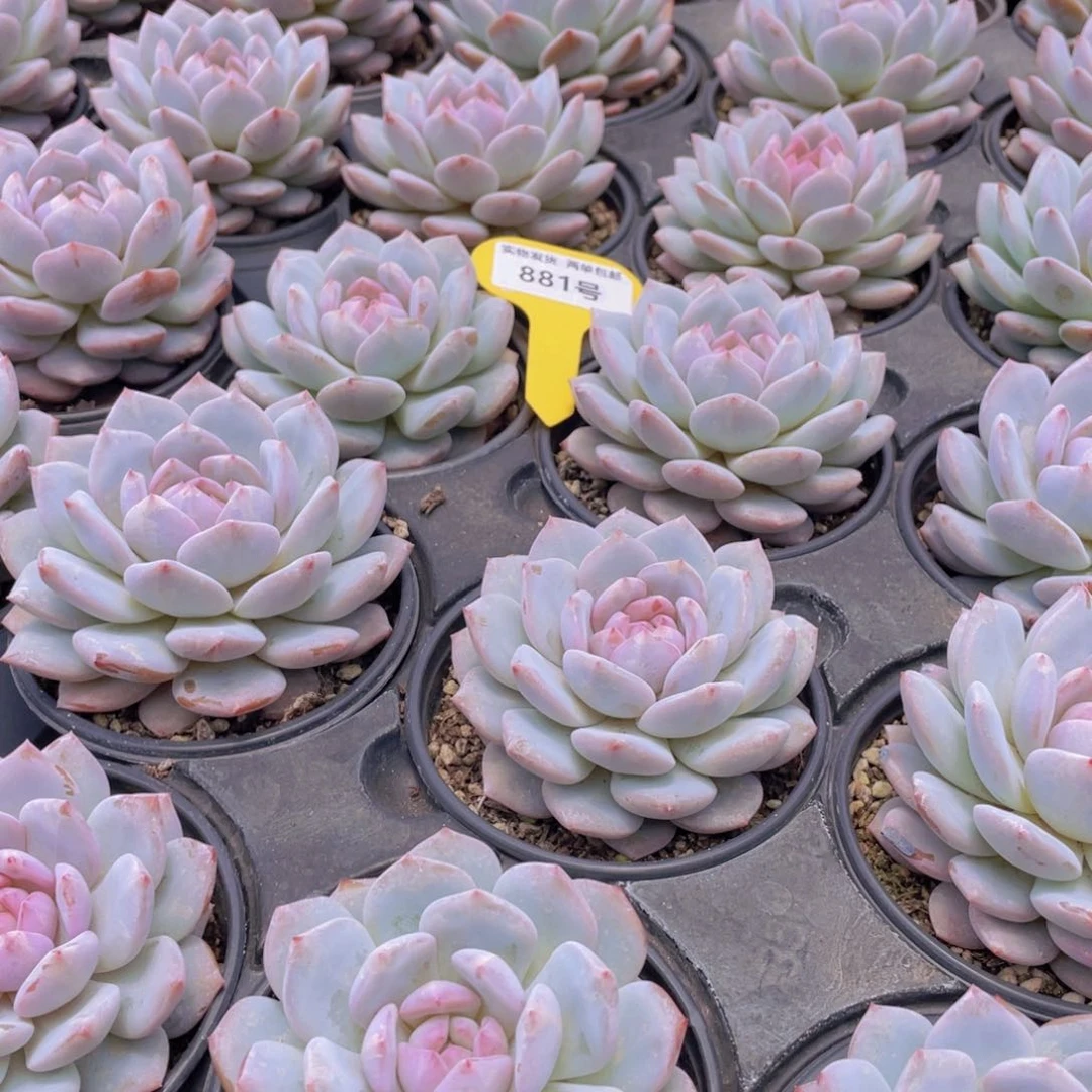 881号 星星橙大单头一个