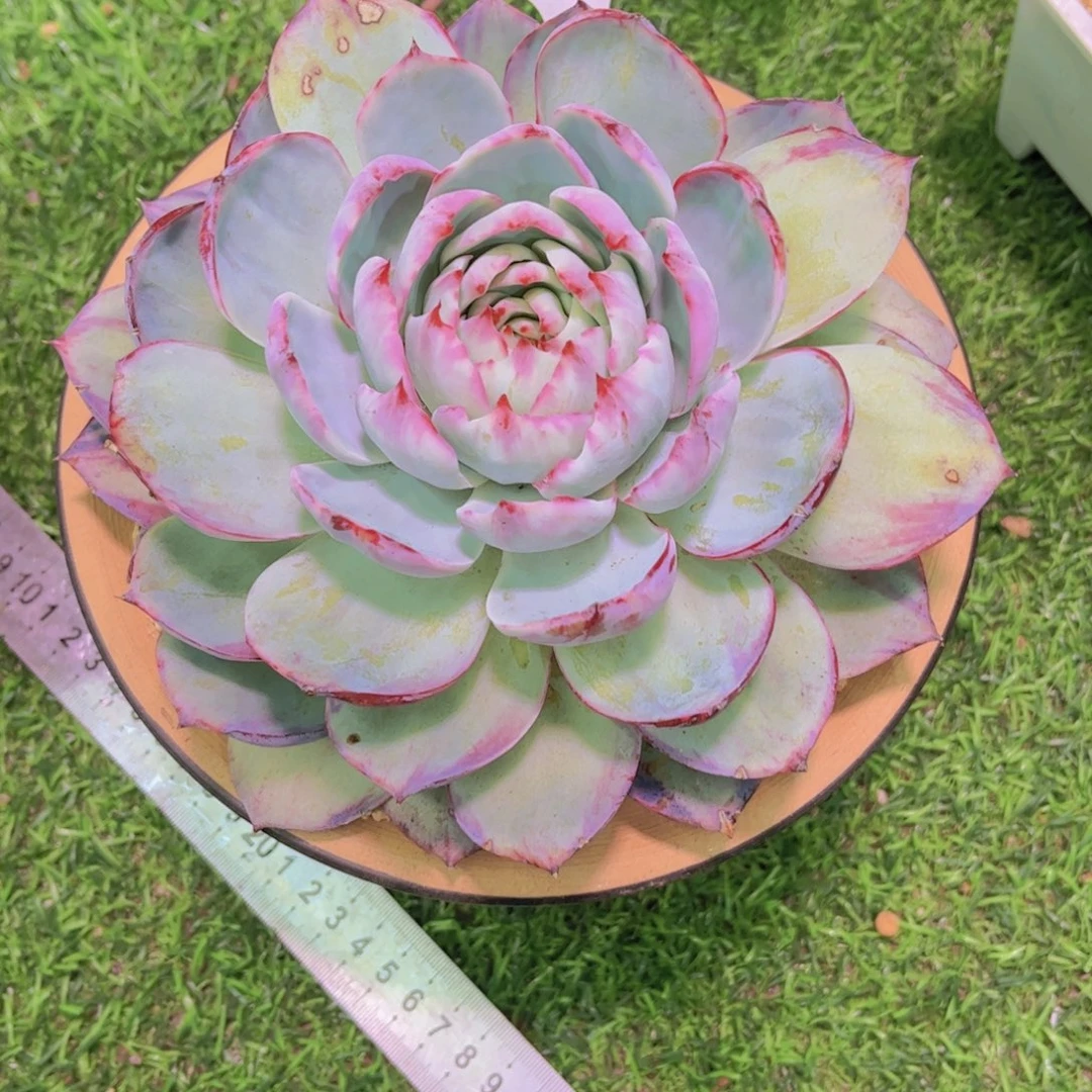 一***世惊鸿Ａ760一颗一物一拍